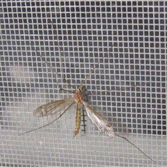 एंटी कीट नेटिंग